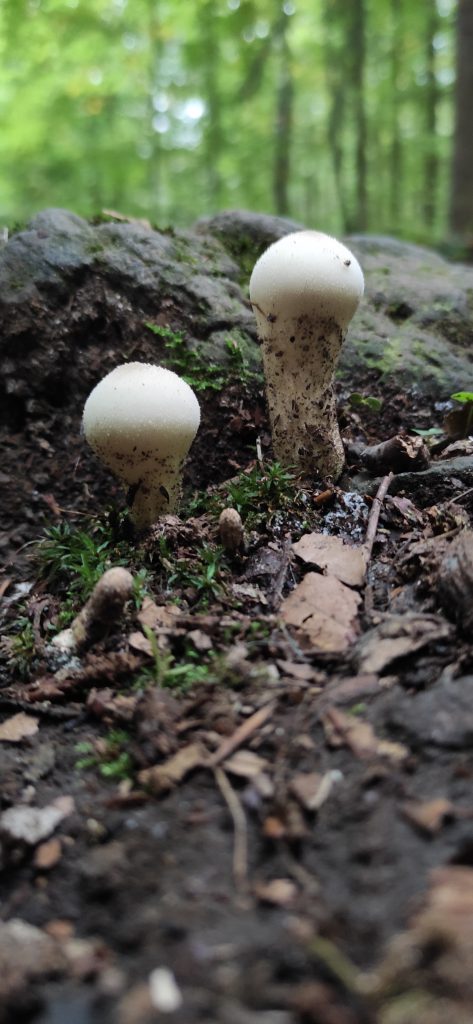Verzaubert von der Schönheit der Natur am Hoherodskopf.