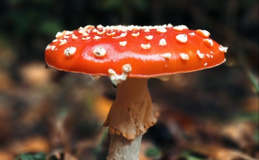 Fliegenpilz